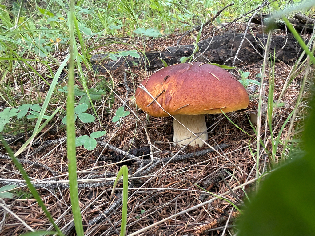 Ruby Porcini · August 2026 · photo: Photo: (c) Michael Tidwell, some rights reserved (CC BY) · iNaturalist