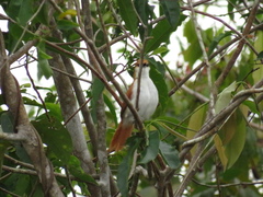 Certhiaxis mustelinus