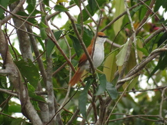 Certhiaxis mustelinus