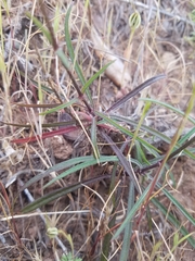 Silene laciniata laciniata