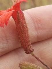 Silene laciniata laciniata