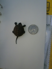 Actinemys marmorata marmorata