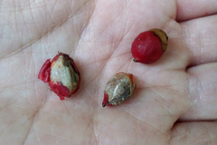 Ptychosperma elegans