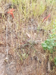 Silene laciniata laciniata