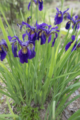 Iris chrysographes, photograph (c) Morten Ross, some rights reserved (CC BY)