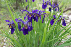 Iris chrysographes, photograph (c) Morten Ross, some rights reserved (CC BY)