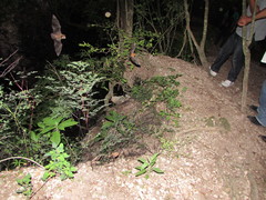 Pteronotus mesoamericanus