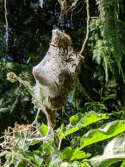 Malacosoma californica