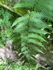 Dryopteris celsa