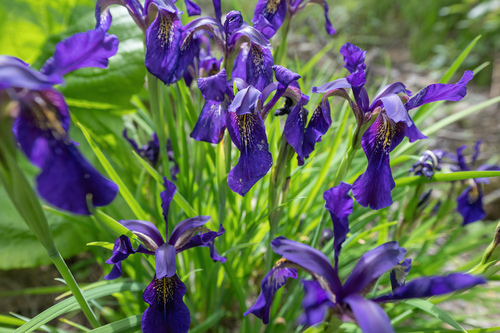 Iris chrysographes