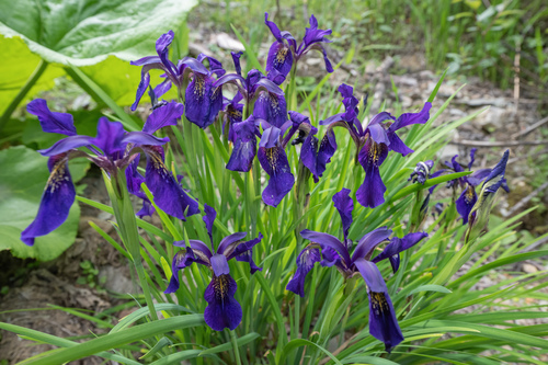 Iris chrysographes, photograph 1