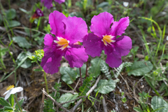 Incarvillea forrestii