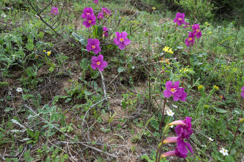 Incarvillea forrestii, photograph 1