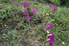 Incarvillea forrestii, photograph (c) Morten Ross, some rights reserved (CC BY)