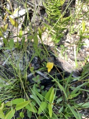 Crotalaria purshii
