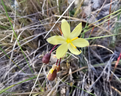 Sisyrinchium schaffneri