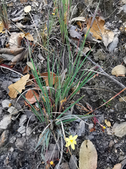 Sisyrinchium schaffneri