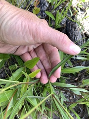 Crotalaria purshii