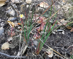 Sisyrinchium schaffneri