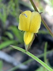 Crotalaria purshii