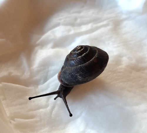 Bellinger River Keeled Snail