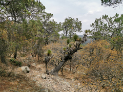 Yucca decipiens