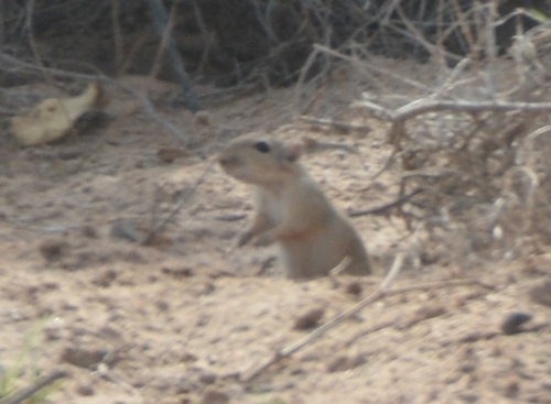 Indian Desert Gerbil