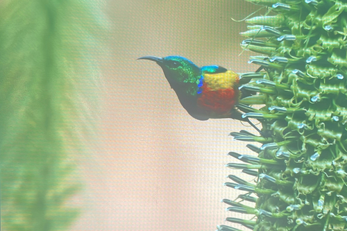 Regal Sunbird