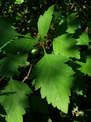 Crataegus pulcherrima