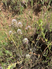 Castilleja exserta