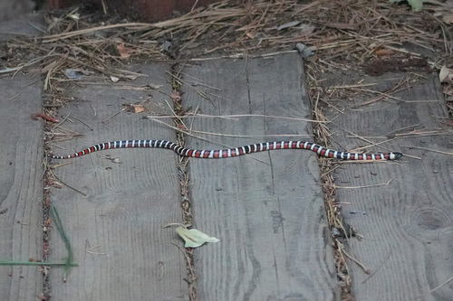 iNaturalist observation photo of California Mountain Kingsnake