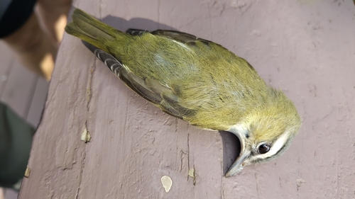 Red-eyed Vireo