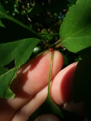 Crataegus pulcherrima