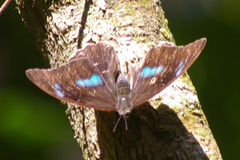 Archaeoprepona demophoon