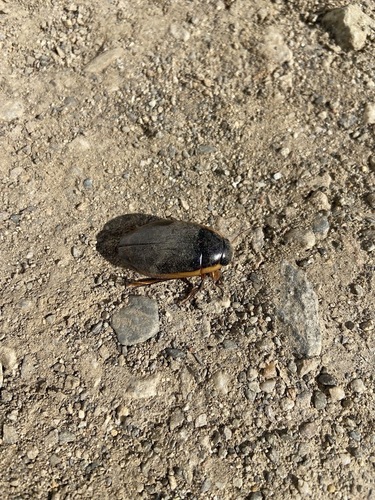 Vertical Diving Beetle photo 5