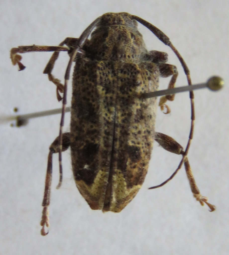 Trypanidius mexicanus