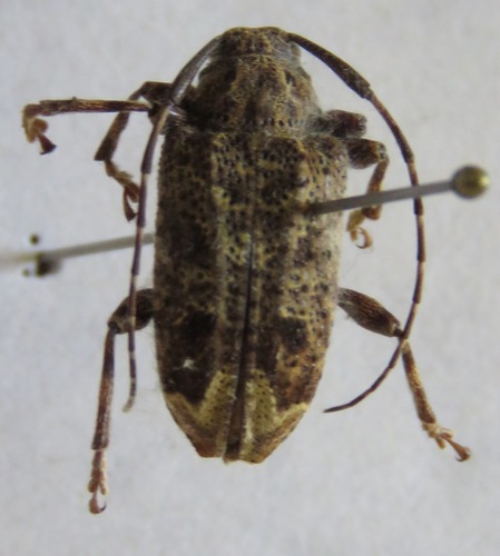 Trypanidius mexicanus