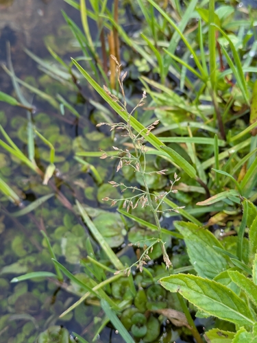 Catabrosa aquatica observed 2026-08-23