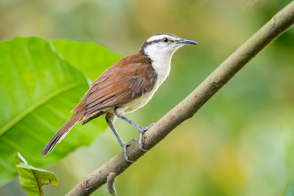 Bicolored Wren