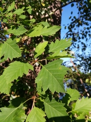 Crataegus pulcherrima