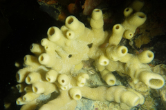 Callyspongia
