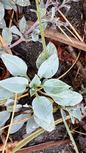Mertensia maritima, photograph 5
