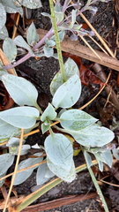 (c) Derek Duplessis, some rights reserved (CC BY) Mertensia maritima, photograph (c) Derek Duplessis, some rights reserved (CC BY)