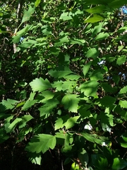 Crataegus pulcherrima