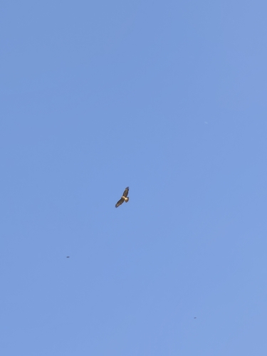 Common Buzzard