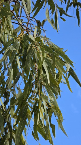 Corymbia aparrerinja, photograph 5