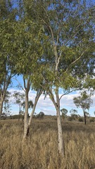 Corymbia aparrerinja, photograph (c) Petra Holland, some rights reserved (CC BY)