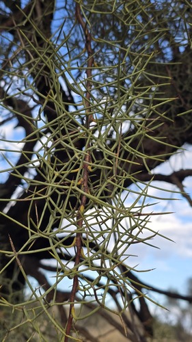 Hakea divaricata, photograph 5