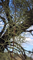 (c) Petra Holland, some rights reserved (CC BY) Hakea divaricata, photograph (c) Petra Holland, some rights reserved (CC BY)