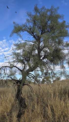 Hakea divaricata, photograph 4